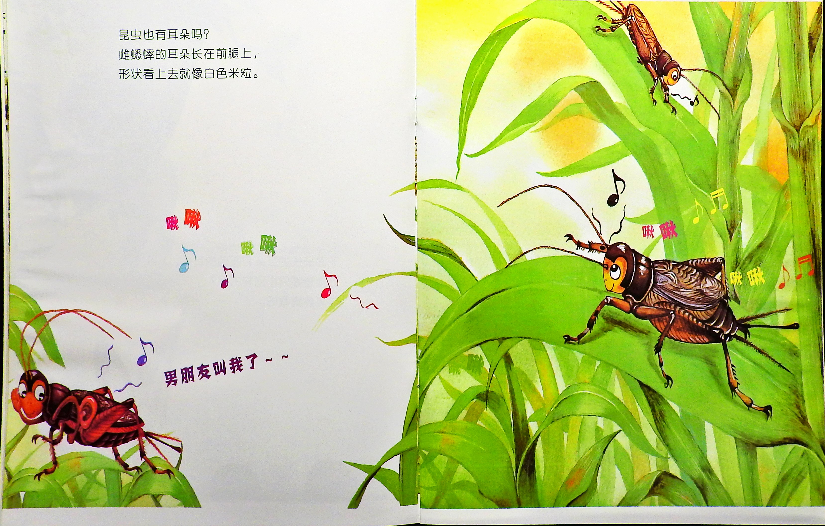 昆虫也有耳朵吗？ (06),绘本,绘本故事,绘本阅读,故事书,童书,图画书,课外阅读
